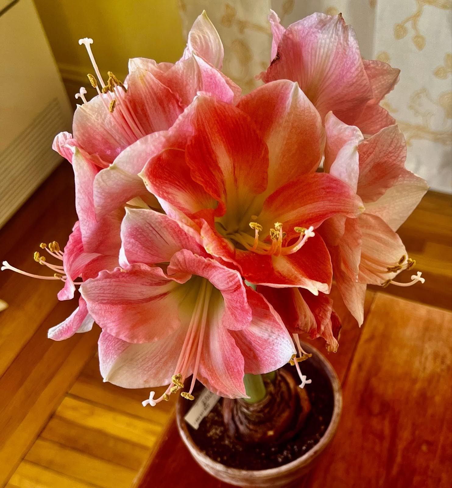 a bundle of pink flowers
