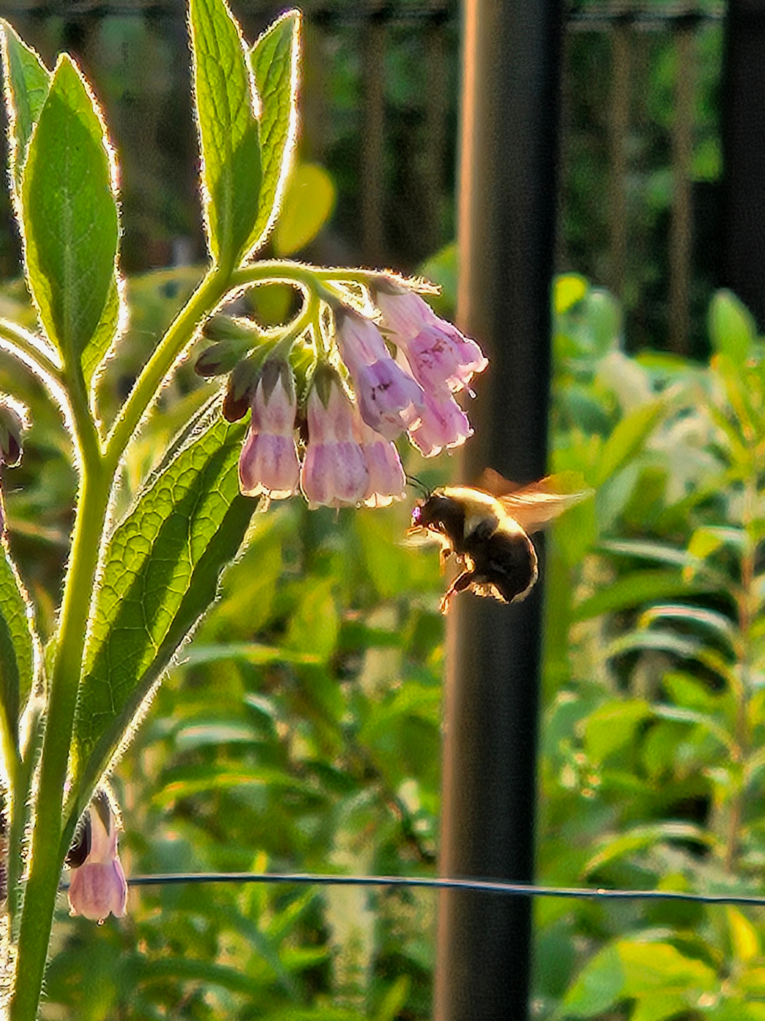 Pink and purple flower